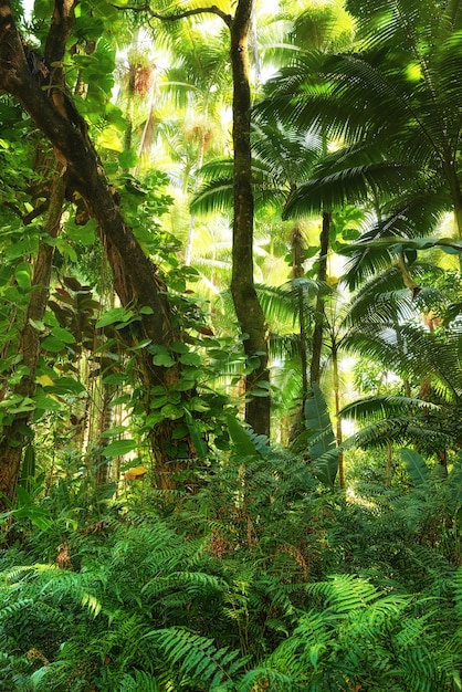 Hoge boom met wilde wijnstokken en scheuten in een groen bos in Hawaï VS Een vredig regenwoud in harmonie met de natuur met schilderachtige uitzichten natuurlijke patronen en texturen Verborgen rust en zen in een jungle