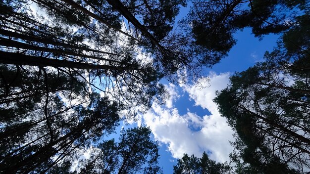 Hoge dennen strekken zich uit naar de lucht van dennen tegen de achtergrond van een blauwe lucht met wolken