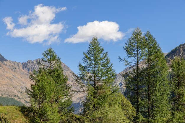 Hoge dennen tegen granieten alpine rotsen blauwe lucht met wolken Cogne Aosta Valley Italië