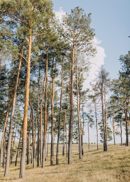 Hoge dennenbomen op een zomerdag in een veld