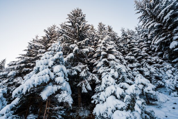 Hoge dichte oude sparren groeien op een besneeuwde helling