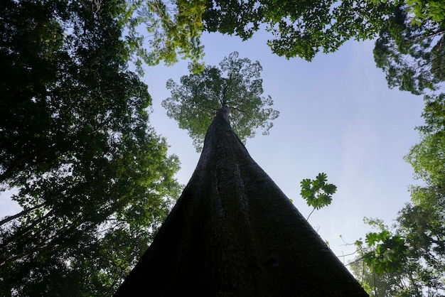 Hoge en gigantische boom in het bos