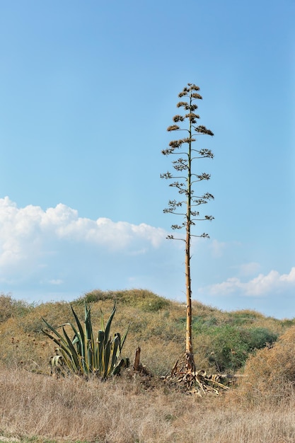 Hoge en lage cactus uit de middellandse zee