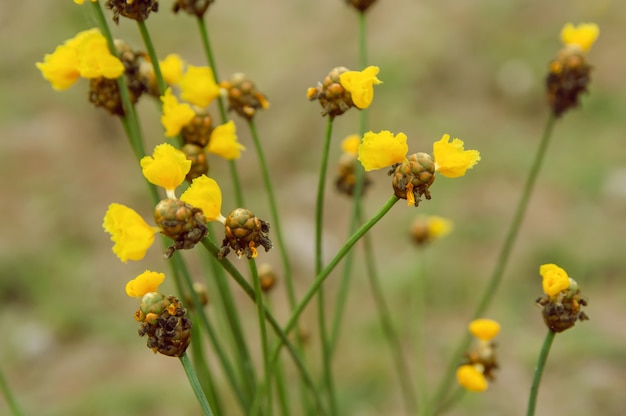 Hoge geelogige grasbloem. Xyridaceae.