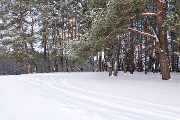 Hoge gladde besneeuwde dennen staan aan de rand van het bos op een winterse dag op het toneel van de blauwe lucht