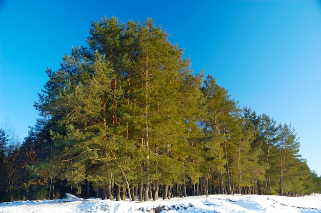 Hoge gladde besneeuwde dennen staan aan de rand van het bos