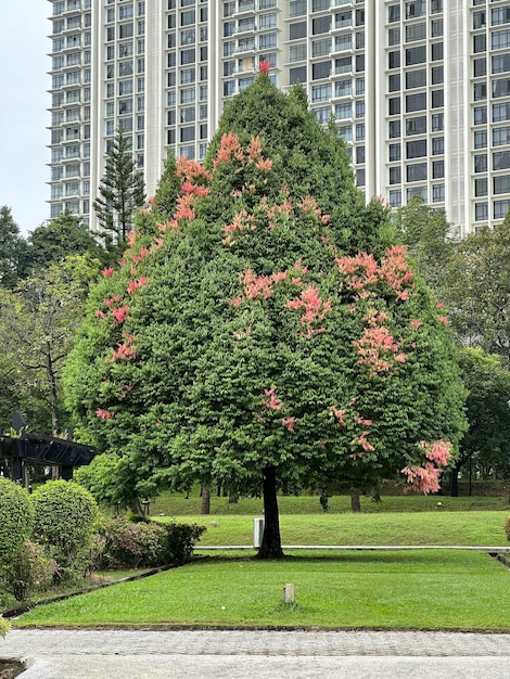 Foto hoge groene boom rode bloem gras struiken borstels struiken gebouw in recreatiepark