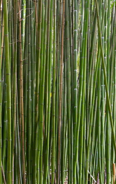 Hoge groene stam van bamboeplant "Phyllostachys viridi Glaucesens"