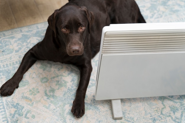 Foto hoge hoek schattige hond zittend in de buurt van verwarming