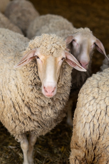 Hoge hoek schattige schapen in de schuur