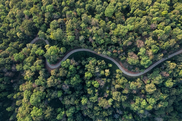 Hoge hoek tropisch bos en weg naar het bosbananenbos