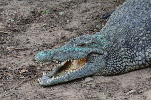 Hoge hoek van de krokodil