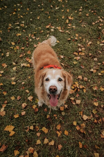 Hoge hoek van hond kijkend naar de camera en achtergrond van herfstbladeren.