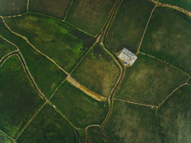 Hoge hoek van rijst die gebied in landelijk Thailand plant