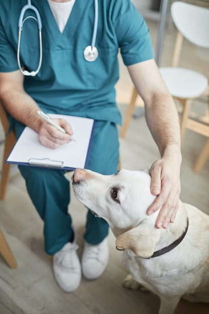 Hoge hoekmening bij witte Labrador-hond bij dierenartskliniek met mannelijke dierenarts die zijn hoofd streelt, kopieer ruimte