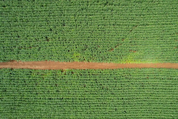 Hoge hoekmening van boerderij kweekplanten mooi landschap