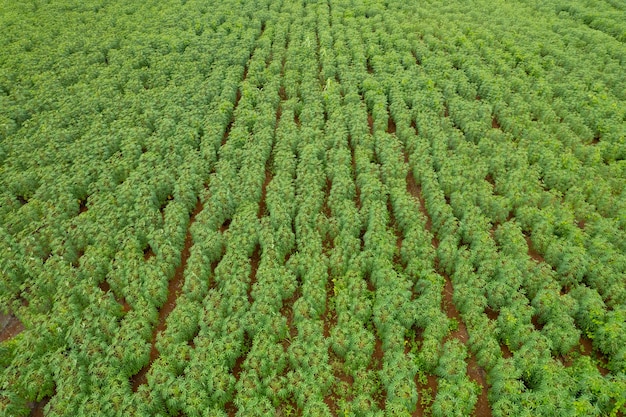 Hoge hoekmening van boerderij kweekplanten mooi landschap