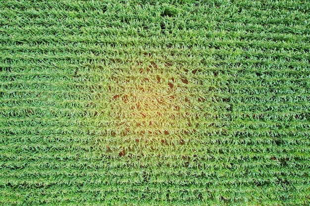 Hoge hoekmening van boerderij kweekplanten mooi landschap