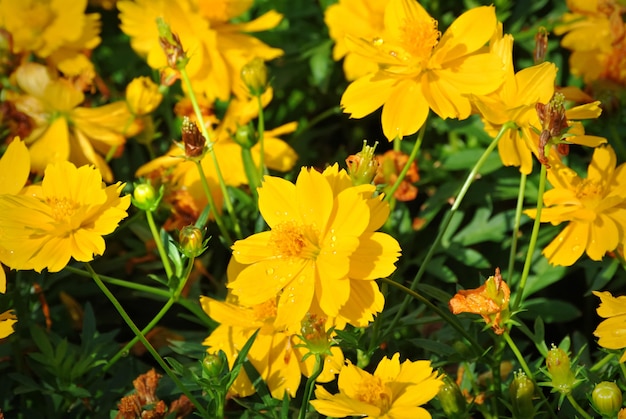 Hoge hoekmening van gele bloemen veld