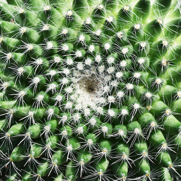 Hoge hoekmening van groene cactus voor achtergrond