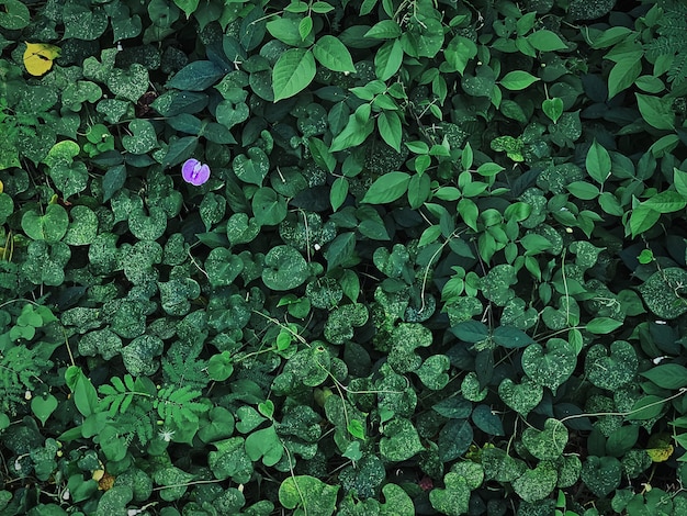 Hoge hoekmening van groene planten en kleine paarse bloem