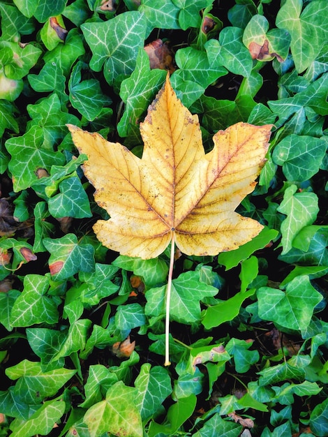 Hoge hoekmening van herfstbladeren op plant