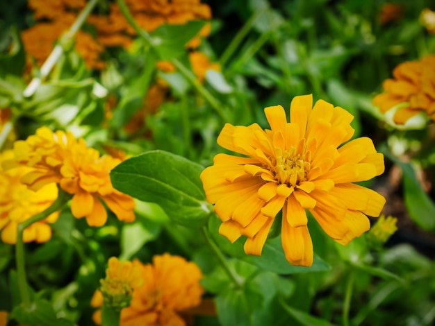 Hoge hoekmening van Oranje Bloemen op het Gebied