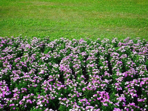 Hoge hoekmening van roze bloemen in groen grasveld