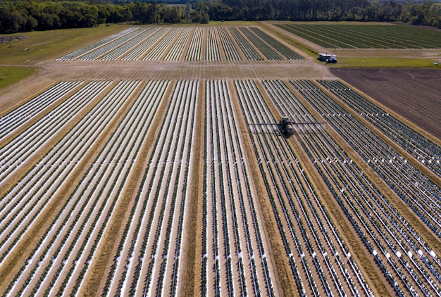 Hoge hoekmening van tractor die gewas van tomaten bespuit