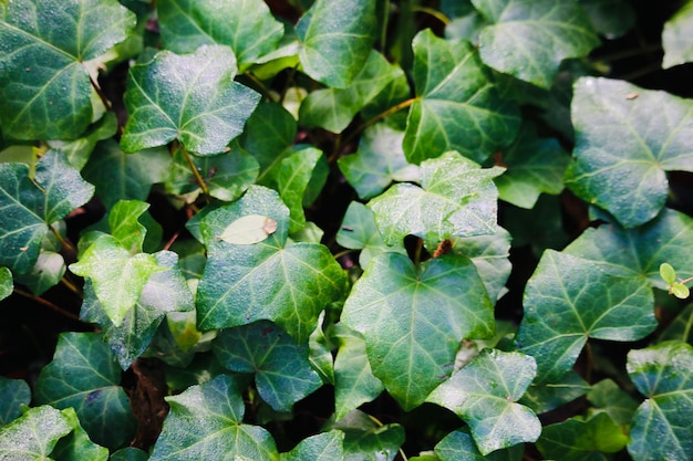 Hoge hoekmening van verse groene bladeren