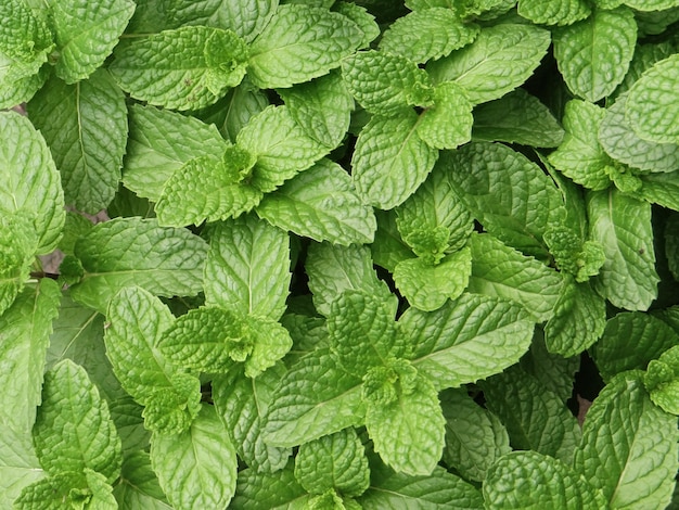 Hoge hoekopname van een groene muntplant onder het zonlicht