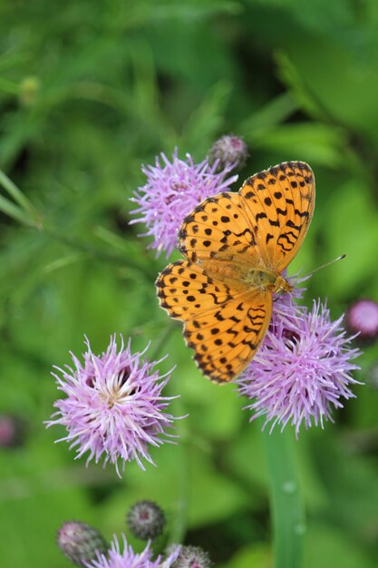 Hoge hoekopname van een oranje vlinder op een distel