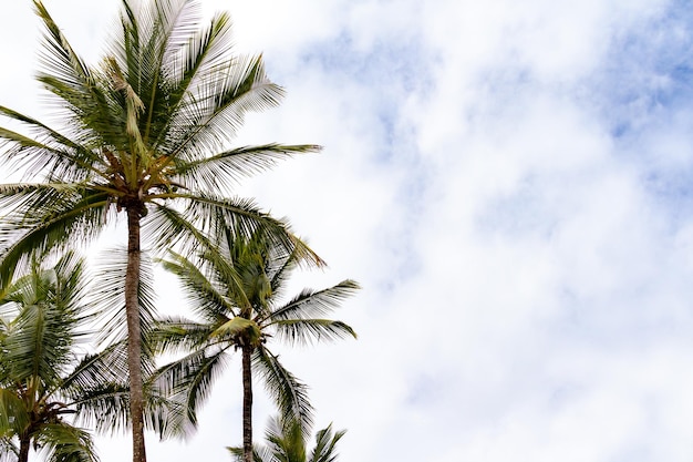 Hoge kokospalmen op het strand van Brazilië