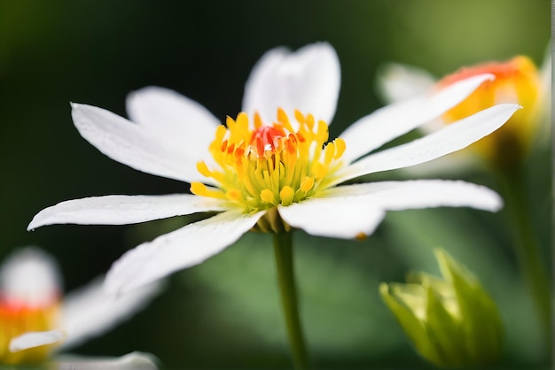 Hoge kwaliteit fotografie van bloem gedetailleerde bokeh