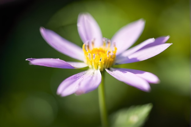 Hoge kwaliteit fotografie van bloem gedetailleerde bokeh