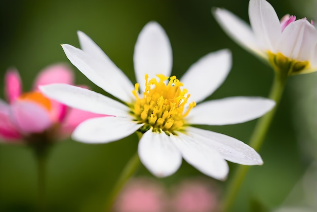 Hoge kwaliteit fotografie van bloem gedetailleerde bokeh