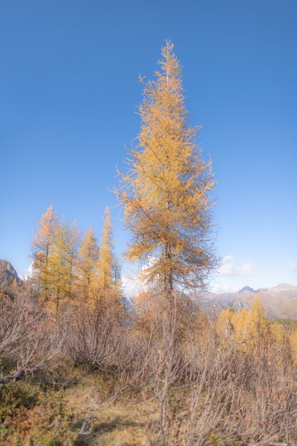 Hoge lariks in de Italiaanse Alpen