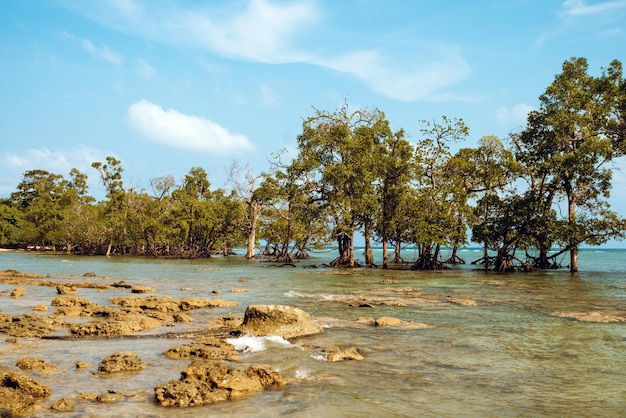 Hoge mangrovebomen Rhizophora