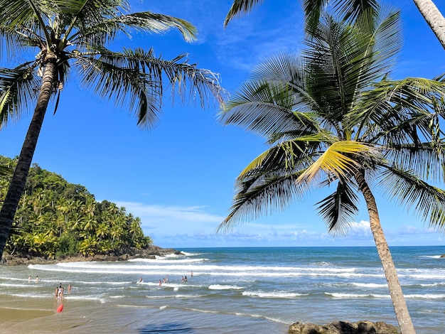 Hoge palmbomen op de stranden van Itacare Bahia op het pad van de 4 stranden
