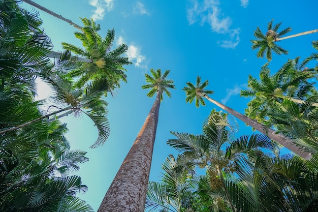 Hoge palmbomen tegen een helderblauwe lucht onderaanzicht