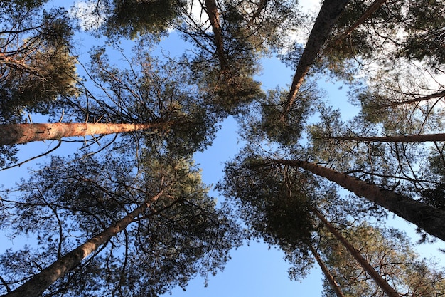 Hoge pijnbomen in het bos Uitzicht op lucht en wolken door de bomen