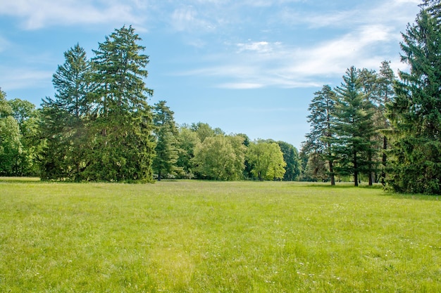 Hoge pijnbomen op een open plek in het arboretum