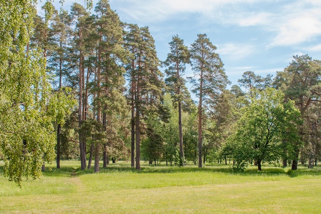 Hoge pijnbomen op een open plek in het arboretum