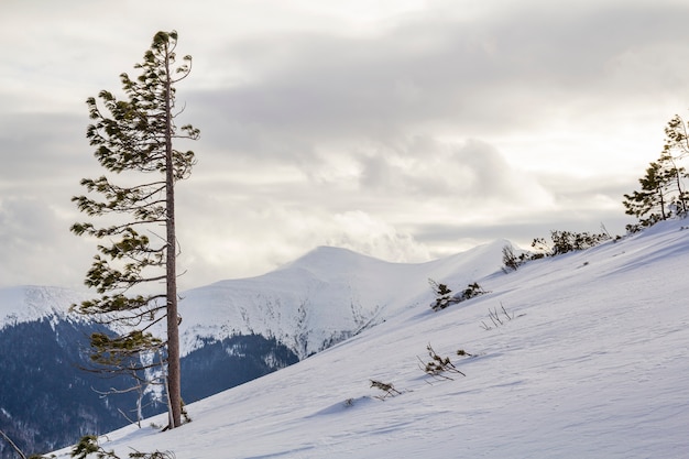 Hoge pijnboom alleen op berg steile helling in diepe sneeuw