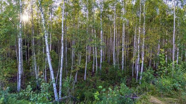 Hoge stammen van berken Berkenbos Leningrad regio