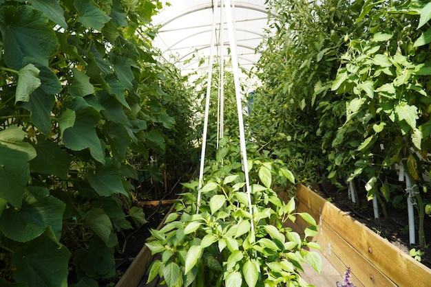 Hoge struiken van bloeiende tomaten in een kas op een tuinperceel