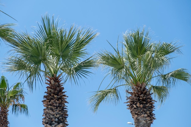 Hoge tropische palmbomen tegen de blauwe hemel close-up