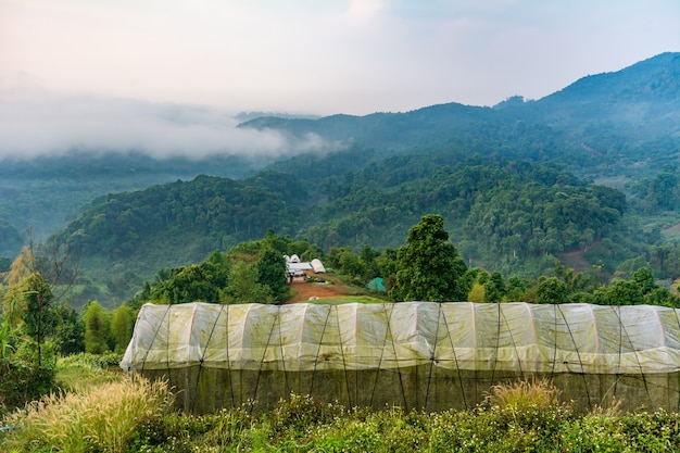 Hoge tunnelserre organische moestuin op de heuvel in chiang rai