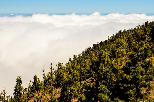 Hoge wolken boven dennenappelbomen Bos