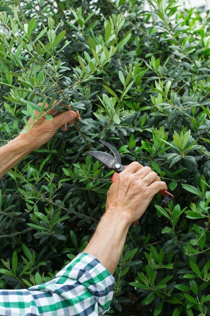 Hogere boer die olijfboom snijdt met tuinschaar in handen